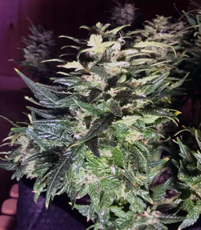 Sour Livers Auto feminized seeds