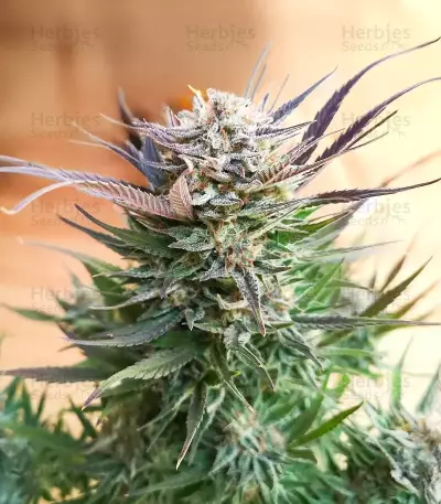 Brains Damage (K.C. Brains Seeds)