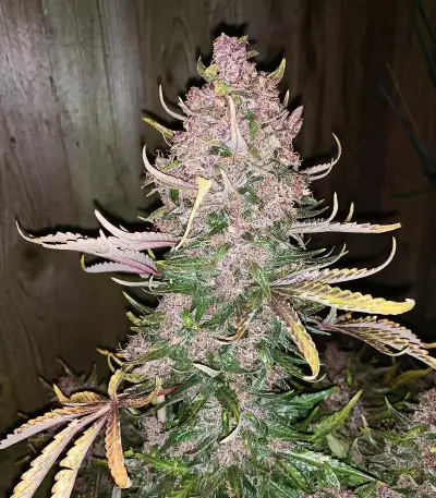 C4 Auto Seeds