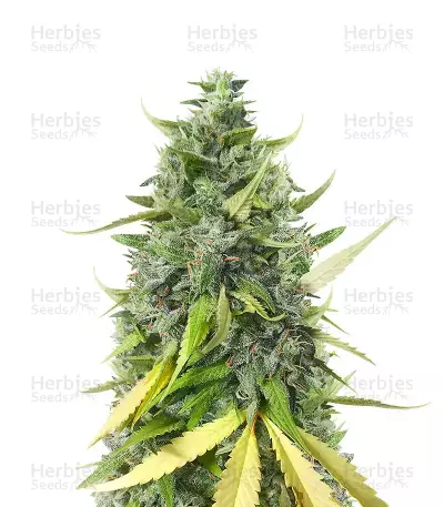 Dessert Mix Pack Seeds From Herbies Seeds