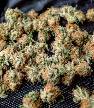 Fat Pete’s Cookies Auto Seeds
