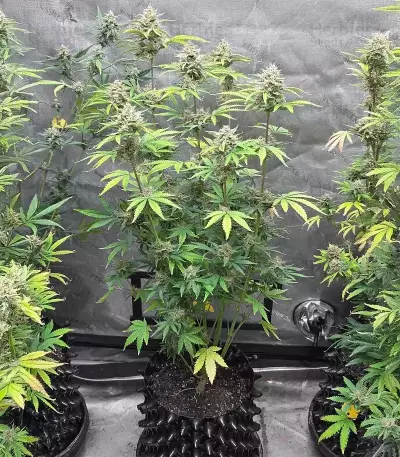 Frostbanger Auto Seeds