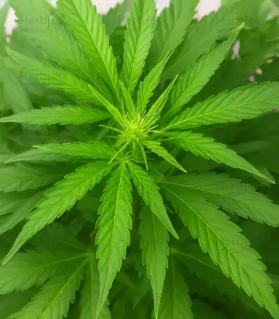 Gelato Fast Seeds