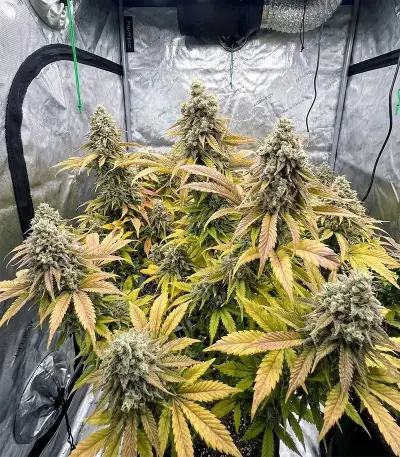 Godzilla Jealousy Seeds