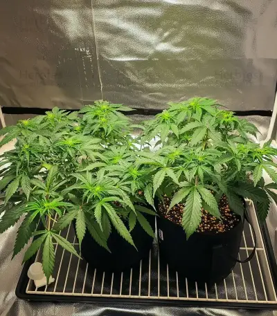Gorilla Glue Seeds