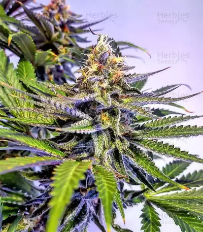 Graines de cannabis Grandaddy Black (Original Sensible Seeds)