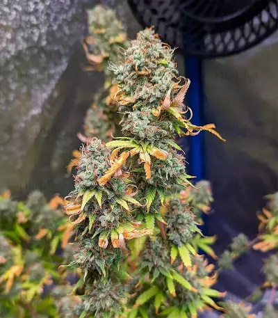 Grandaddy Purple