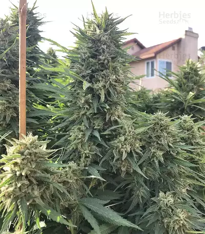 Grandaddy Purple feminized seeds (Big Head Seeds)