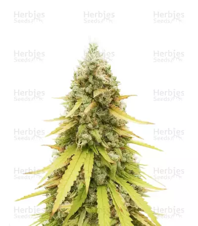 HubbaBubbaHaze Auto Feminized Seeds (Mephisto Genetics)