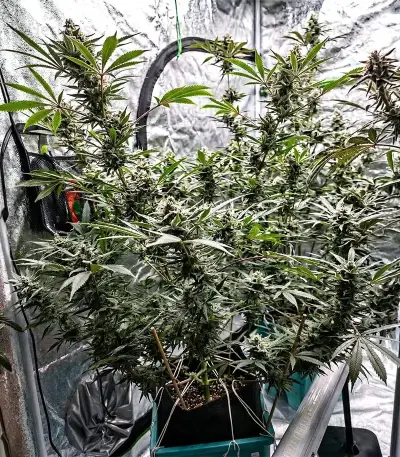 Lemon Cherry Gelato Seeds