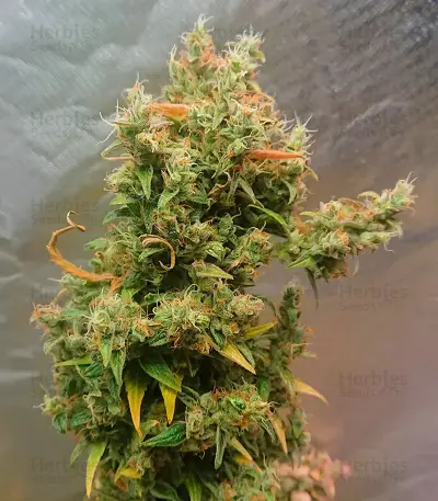 Mandarin Thuggee Auto Seeds (AlphaFem Seeds)