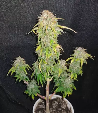 Original Auto Sour Diesel (Fast Buds)