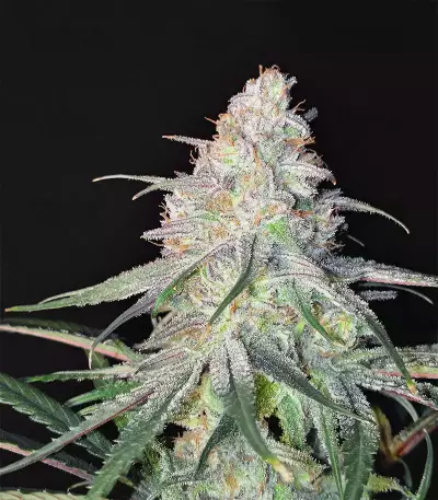 Peyote Critical (Barney's Farm) Cannabis-Samen