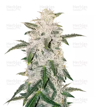 Semi femminizzati Pure Kush (Original Sensible Seeds)