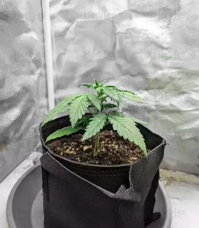 Purple Tropicana Cookies Seeds (Seedkeepers)