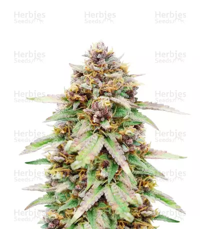 Graines féminisées de Runtz Auto (Barney’s Farm)