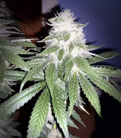 Runtz Muffin Seeds (Barney’s Farm)