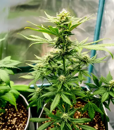 Sensi Purple Kush Seeds