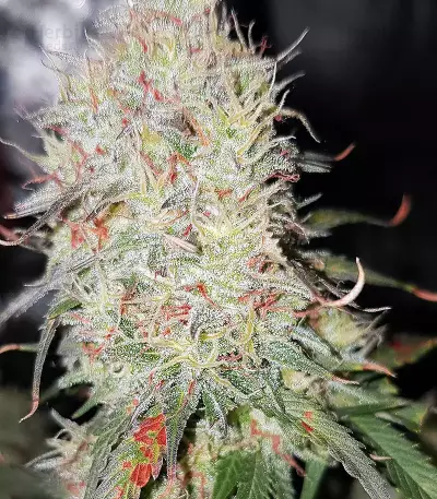 Sensi Skunk Seeds
