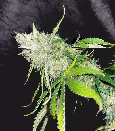 Shogun feminized seeds