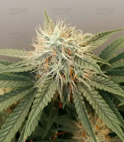 Semi femminizzati Skunky Monkey Auto