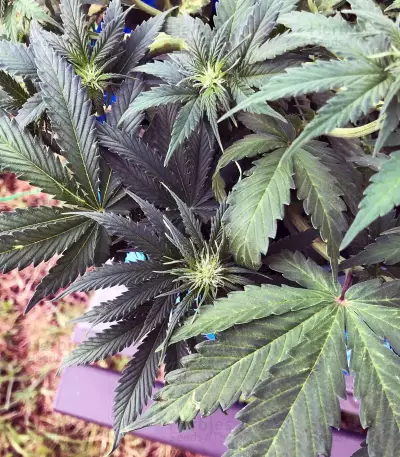 Smurfberry Auto feminized seeds