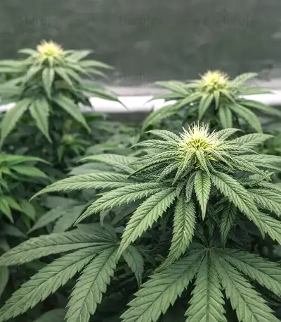 Sorbet Stash (DNA Genetics)