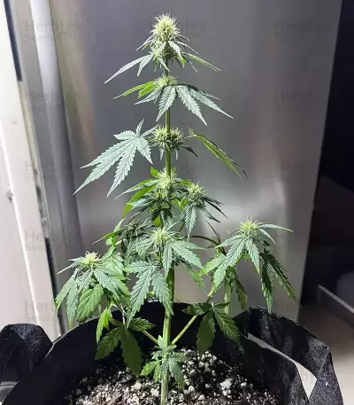 Sour Apple Autoflower Seeds (Humboldt Seed Company)