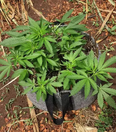 Speed Haze (Blackskull Seeds)