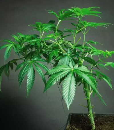Sementes Feminizadas de Strawberry Lemonade (Barney's Farm)