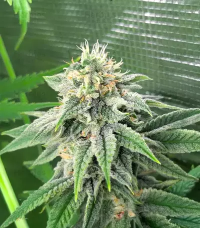 Strawberry Sangria Banana Autoflower Feminized Seeds (Seedkeepers)