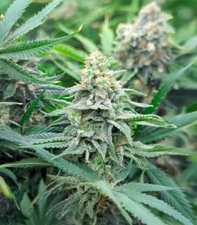 Strawberry Sangria Banana Autoflower Feminized Seeds (Seedkeepers)