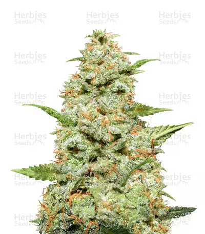 Tangie Regular seeds
