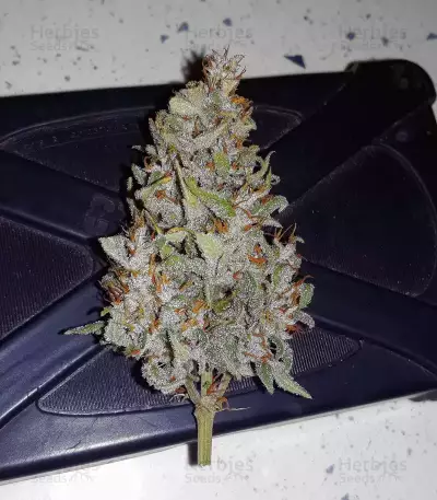 THC Bomb Auto (Bomb Seeds)