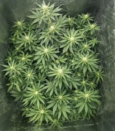 Tropicana Cherry Seeds