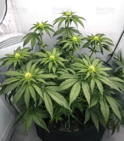 White Panther (White Snurf) feminized seeds