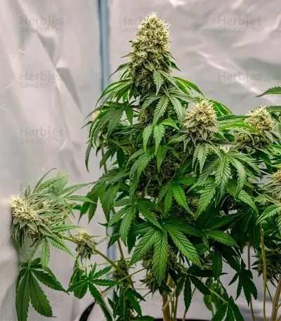 Wonder Pie Seeds