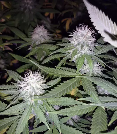 Psychofruit Auto feminized seeds