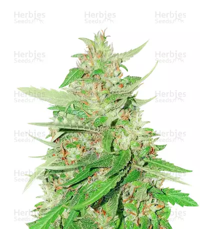 Franco's Lemon Cheese (GHS)