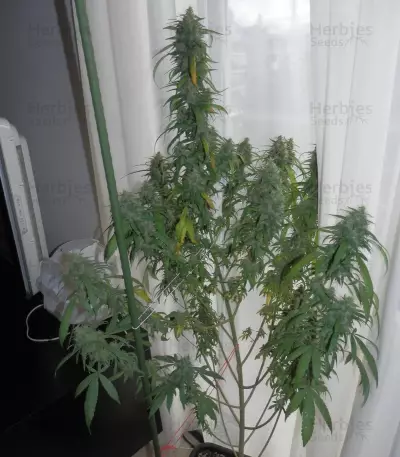 Dance World CBD feminized seeds