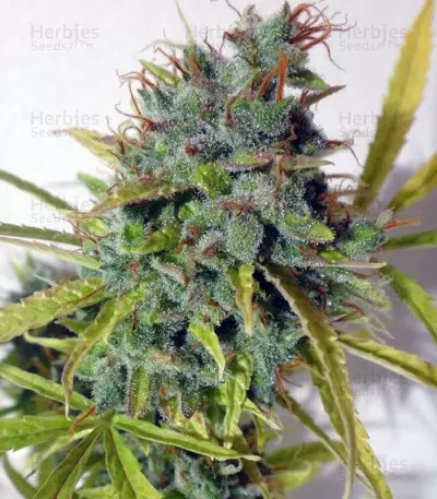 Auto Malawi x Northern Lights