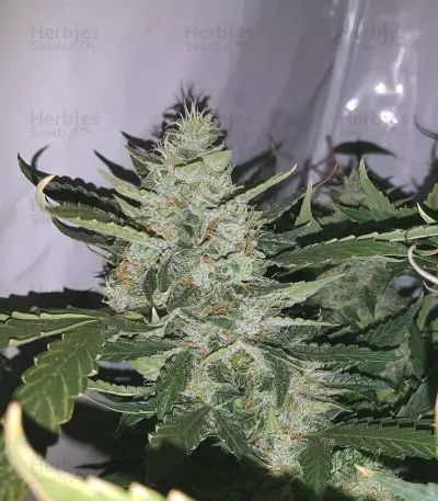 Graines de cannabis Auto Xtreme (Dutch Passion)