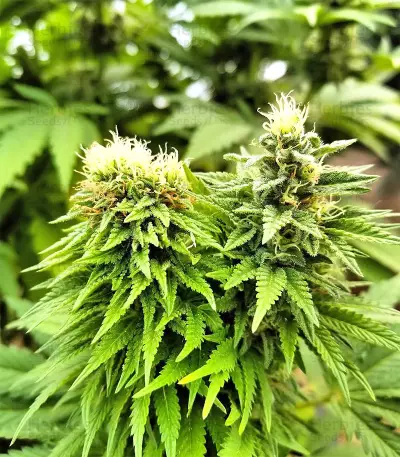Blueberry Gum strain
