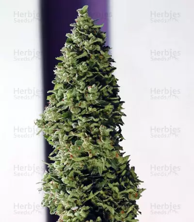 Buddha Medikit CBD (Buddha Seeds)