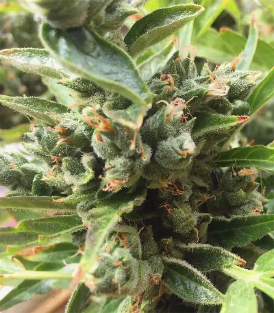 Candy Kush Auto feminized seeds