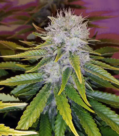 Cluster Bomb Seeds