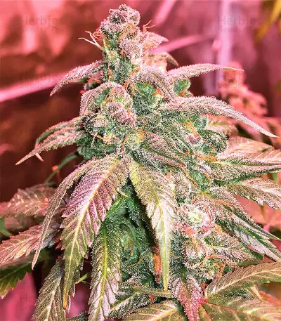 Congo x Kali China Seeds