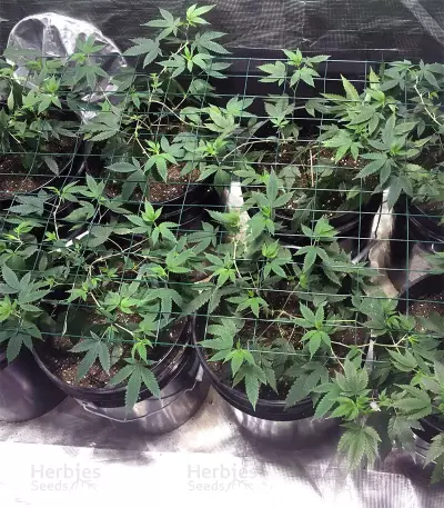 Gelato 33 feminized seeds (Advanced Seeds)