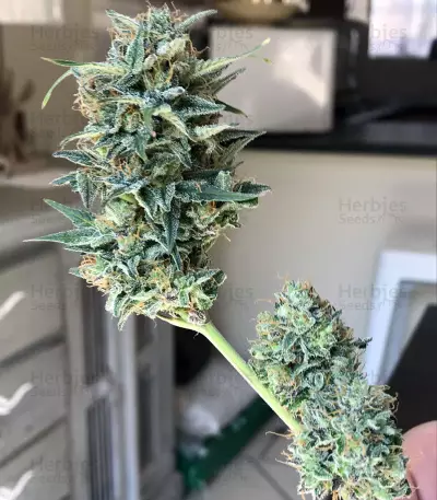 Semi femminizzati Auto Gigabud