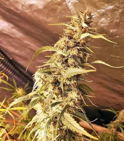 Golden Tiger Regular seeds